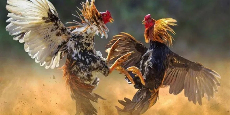 Đôi nét về sảnh đá gà 988BET