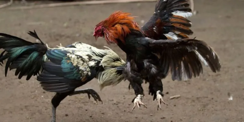 Giới thiệu sơ lược về đá gà cựa sắt 988BET